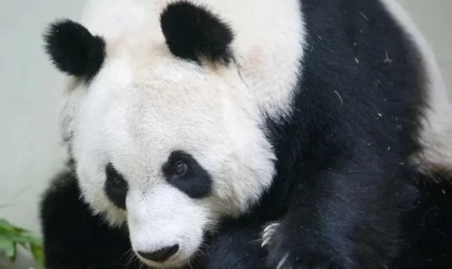 Panda Yang Guang 2