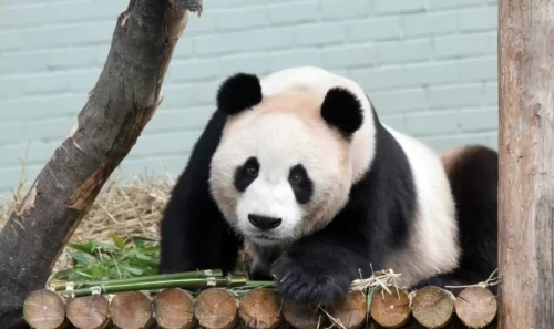 Panda Yang Guang 3