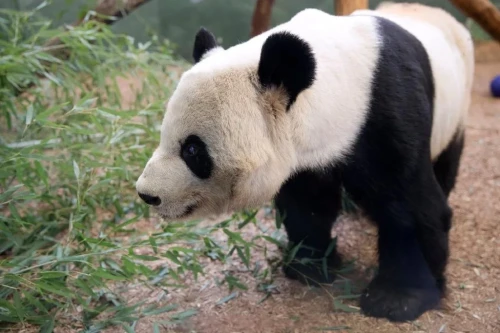 Panda Yang Yang 1997 1