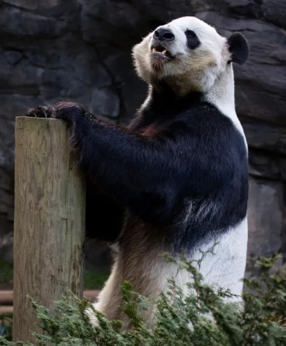 Panda Yang Yang 1997 3