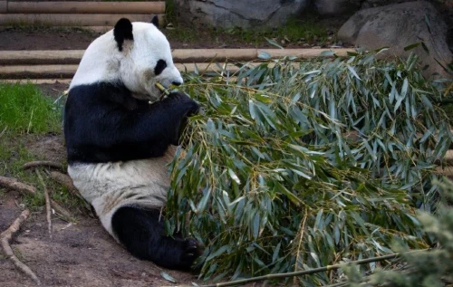 Panda Yang Yang 1997 4