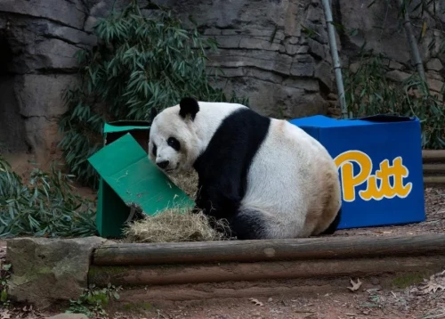 Panda Yang Yang 1997 5