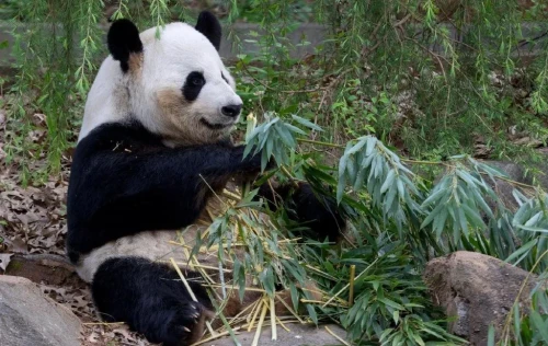 Panda Yang Yang 1997 6