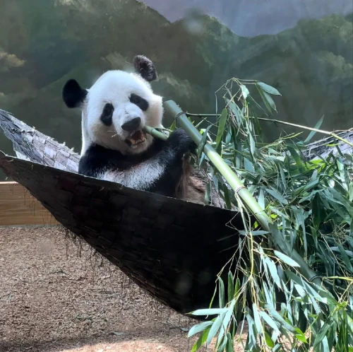 Panda Yang Yang 1997 7