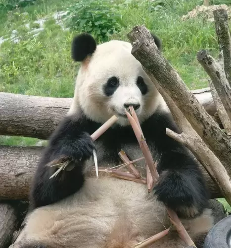 Panda Yao Xin 1