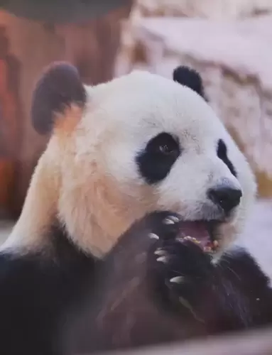 Panda Yao Xin 13
