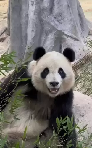 Panda Yao Xin 3