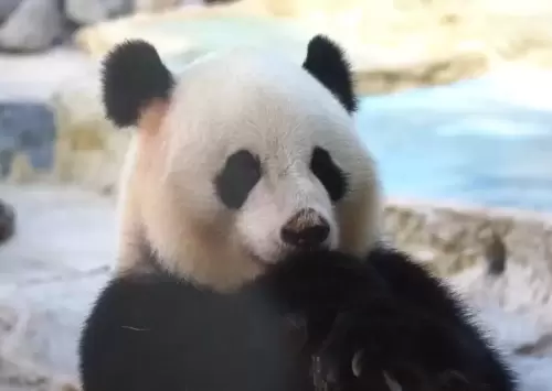 Panda Yao Xin 4