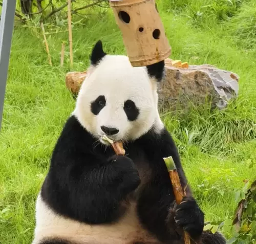 Panda Yao Xin 7