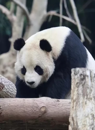 Panda Yi Jia 1