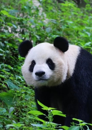 Panda Yi Jia 2