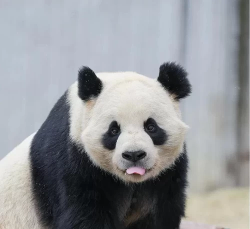 Panda Yi Jia 3