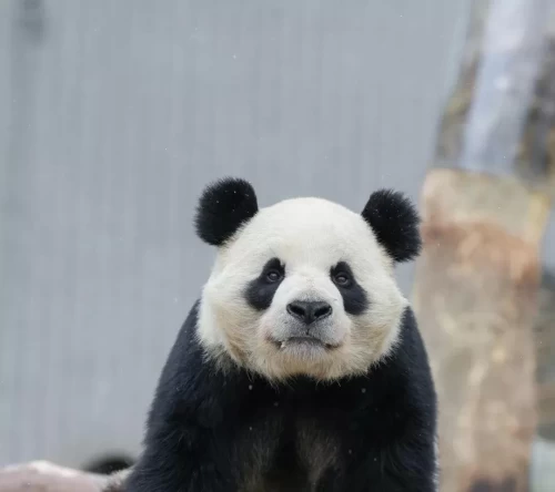 Panda Yi Jia 4