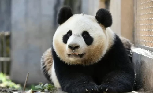 Panda Yi Ran 5