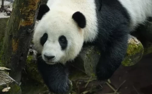 Panda Yi Yi 2