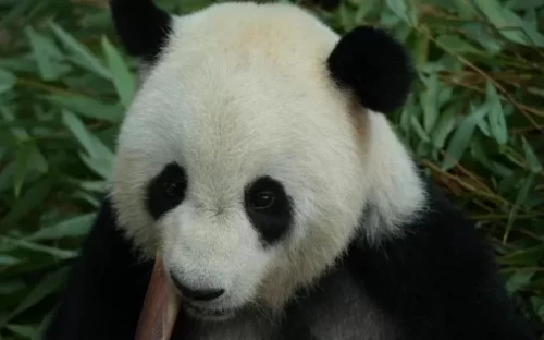 Panda Yi Yi 3