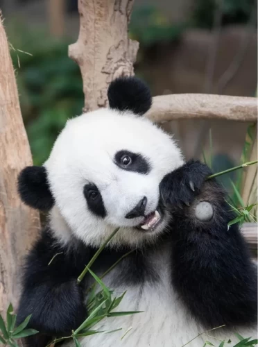 Panda Yi Yi 4
