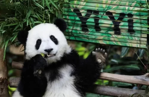 Panda Yi Yi 6