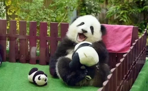 Panda Yi Yi 7
