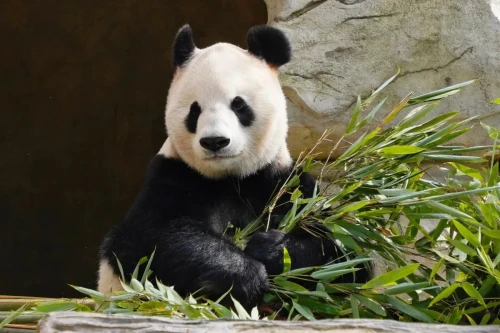 Panda Ying Hua 20