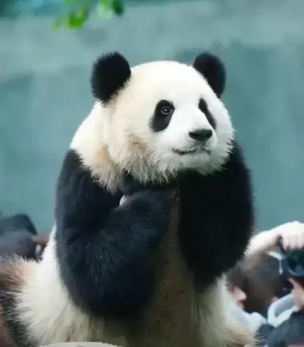 Panda Yu Ke 1