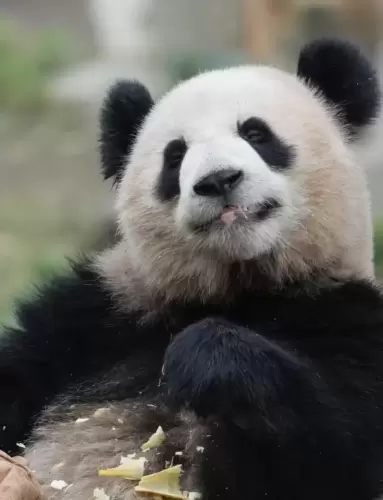 Panda Yu Ke 21
