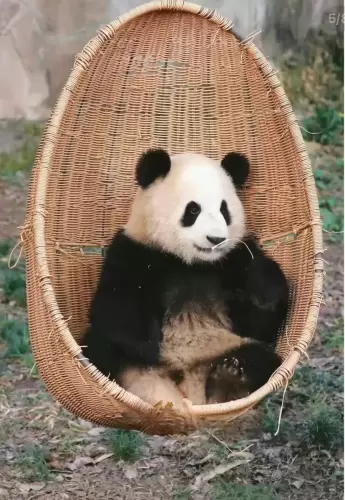 Panda Yu Ke 4