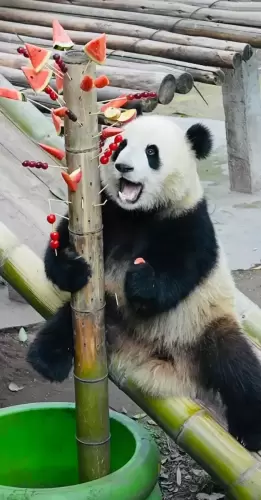Panda Yu Ke 6