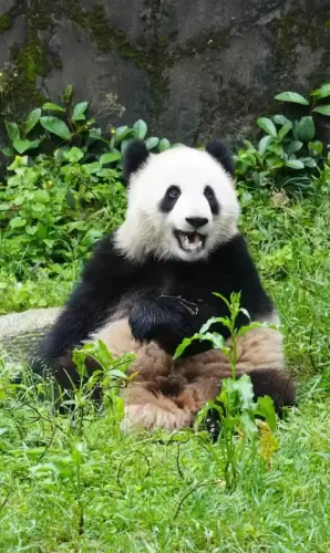 Panda Yu Ke 8