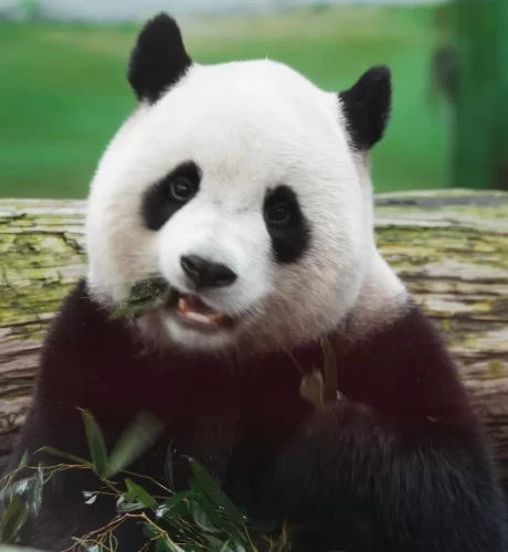 Panda Yuan Bao 1