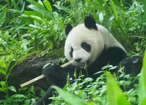 Panda Yuan Bao 2