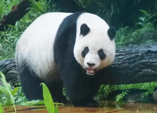 Panda Yuan Bao 3