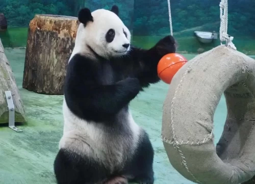 Panda Yuan Bao 5