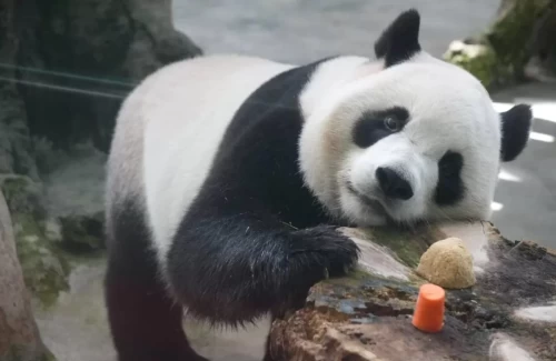 Panda Yuan Bao 9