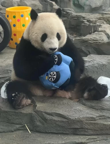 Panda Yuan Yuan 10