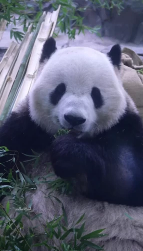 Panda Yuan Yuan 6