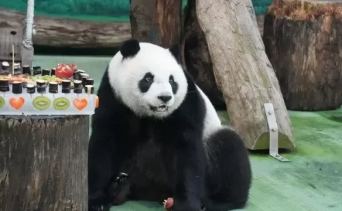 Panda Yuan Zai 3