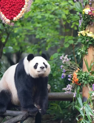 Panda Yuan Zhou 10