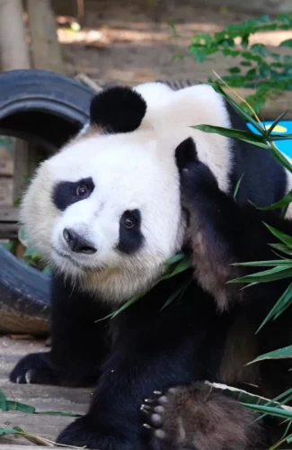 Panda Yuan Zhou 3