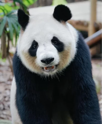 Panda Yuan Zhou 5