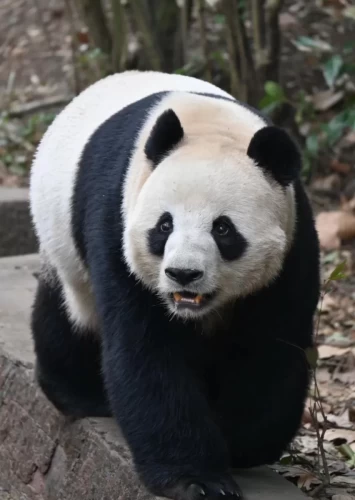 Panda Yuan Zhou 7