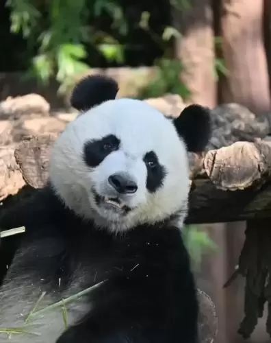 Panda Yue Liang 6