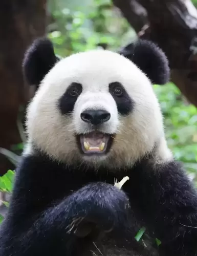 Panda Yue Yue 1