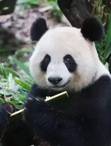Panda Yue Yue 2