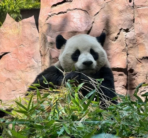 Panda Yun Chuan 5