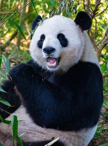 Panda Yun Wu 7