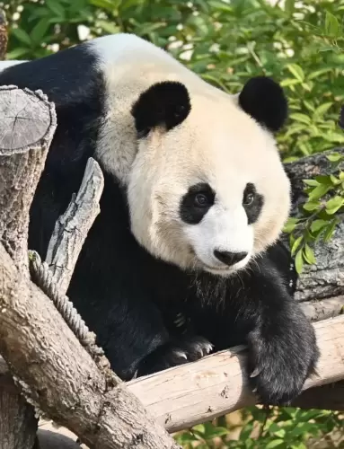 Panda Zhao Mei 14