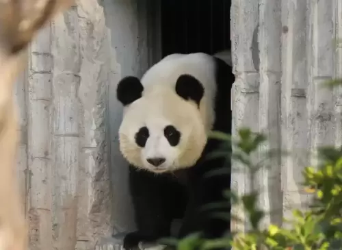 Panda Zhao Mei 16