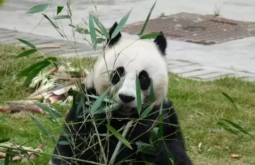 Panda Zhao Mei 19