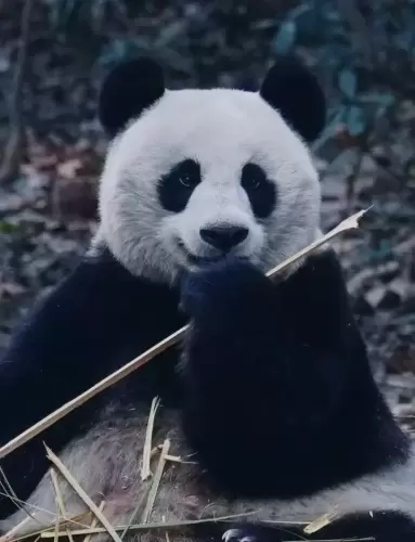 Panda Zhao Mei 8